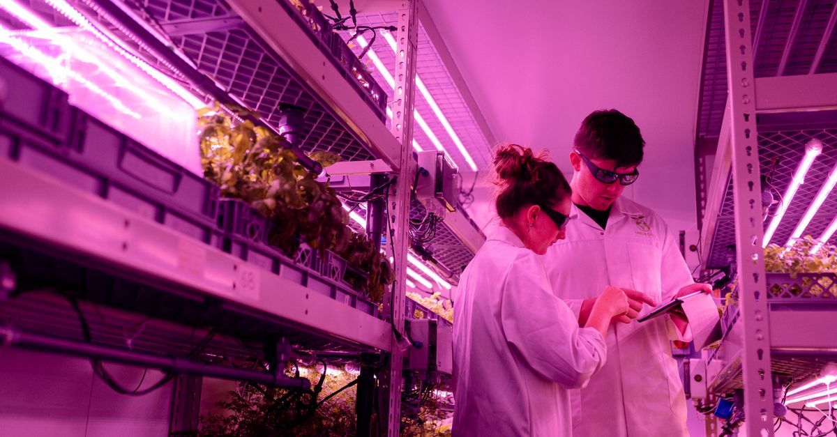 Scientists in lab coats monitor indoor farming under ultraviolet light.